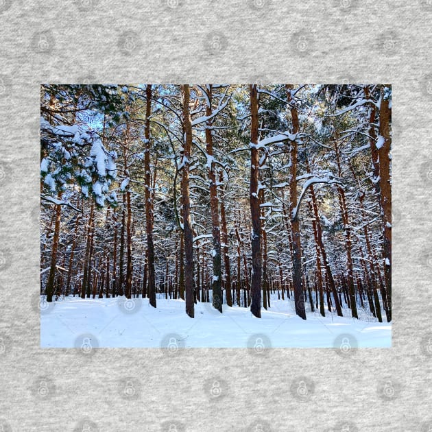 View at the Sormovsky Park in Nizhny Novgorod with pine trees, trunks, snow, crowns by KristinaDrozd